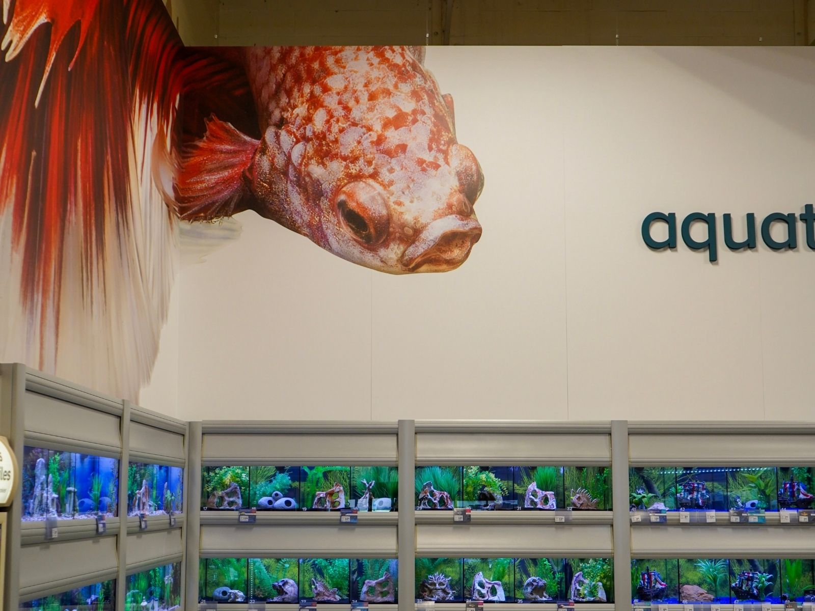 PetSmart Fish Tank Program &mdash; photo 2